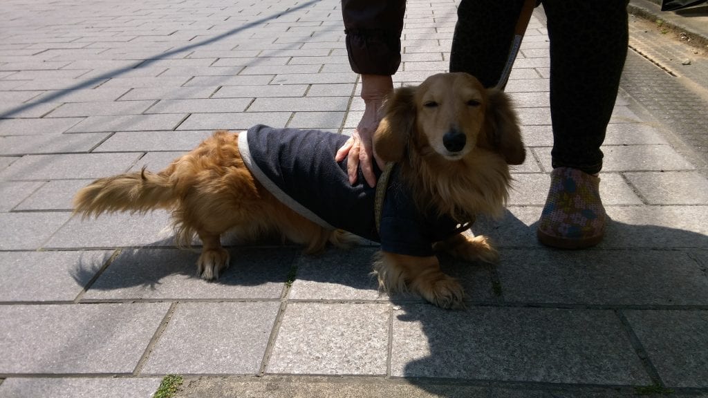 お散歩中のさとくん