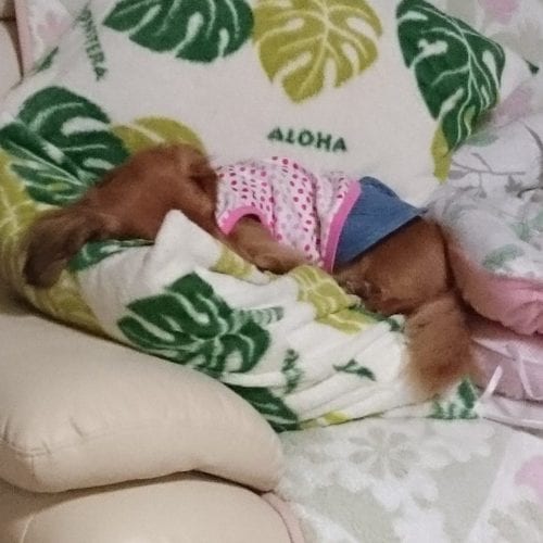 寝ているリリちゃん
