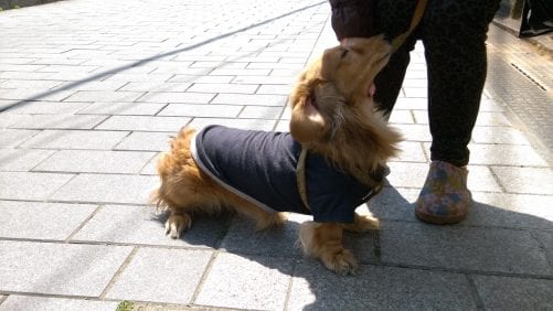 人なつこいさとくん