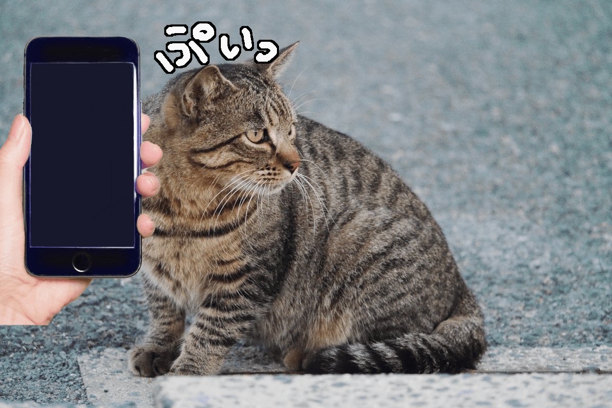 スマホをみて後ろをふりかえっている猫