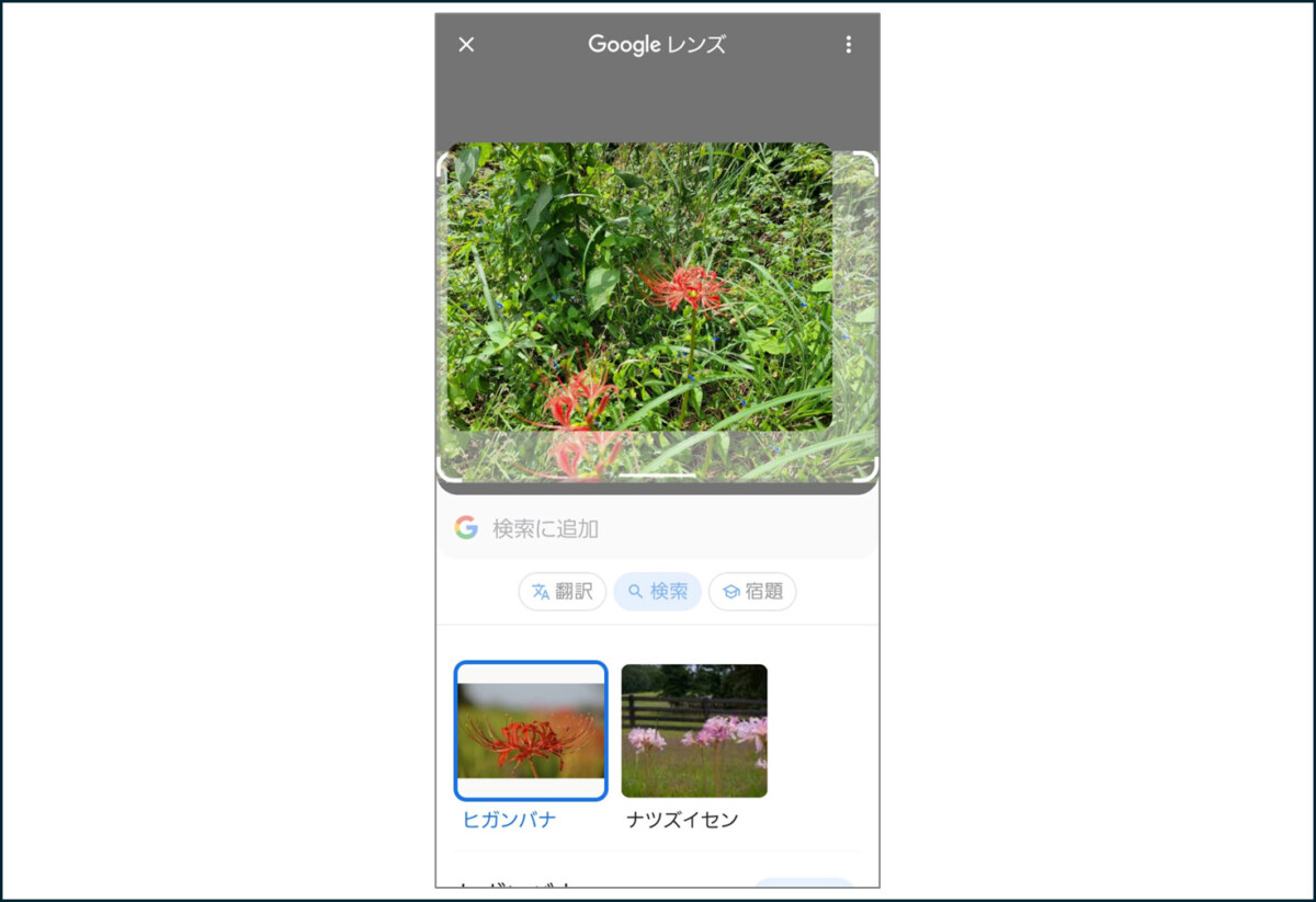 Googleレンズ
花の写真
検索結果 彼岸花 ナツズイセン